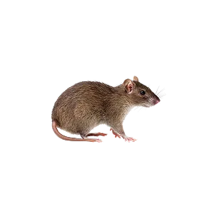 RODENTS