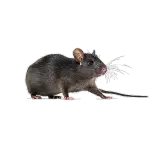 Roof Rat