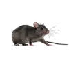 Roof Rat