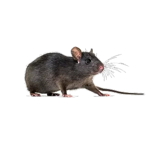ROOF RAT
