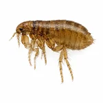 Sand Flea