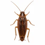 Smokybrown Cockroach
