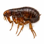 Sticktight Flea