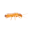 Termites