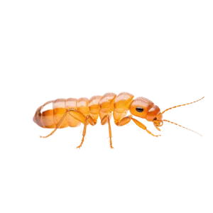 TERMITES