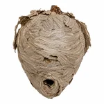 Tree Hornet Nest