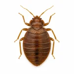 Tropical Bed Bug