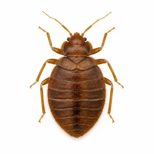 TROPICAL BED BUG