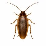 Turkestan Cockroach