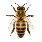 Western Honey Bee