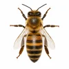 Western Honey Bee