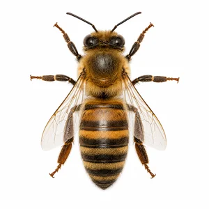 WESTERN HONEY BEE