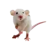 Mice