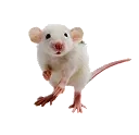 RODENTS